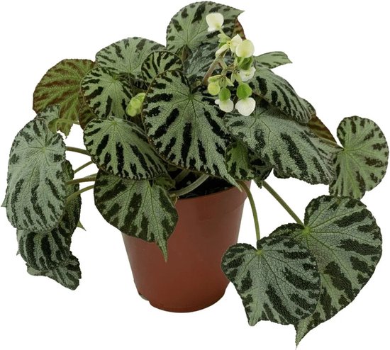Begonia Silver Jewell 30cm hoge kwaliteit planten bol