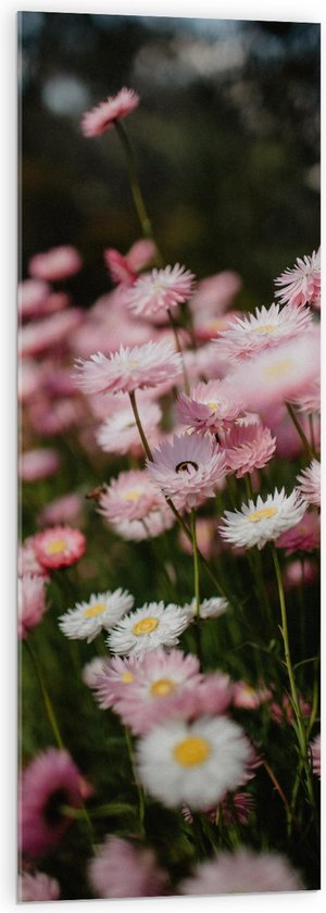 Acrylglas - Bloemen - Bomen - Bossen - Roze - 40x120 cm Foto op Acrylglas (Met Ophangsysteem)