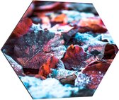 Dibond Hexagon - Bladeren - Sneeuw - Herfst - Kleuren - 80x69.6 cm Foto op Hexagon (Met Ophangsysteem)