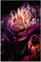 Poster Glanzend – Paars-Roze Kleurige Open Bloem met Waterdruppels - 50x75 cm Foto op Posterpapier met Glanzende Afwerking