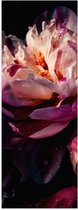 Poster Glanzend – Paars-Roze Kleurige Open Bloem met Waterdruppels - 30x90 cm Foto op Posterpapier met Glanzende Afwerking