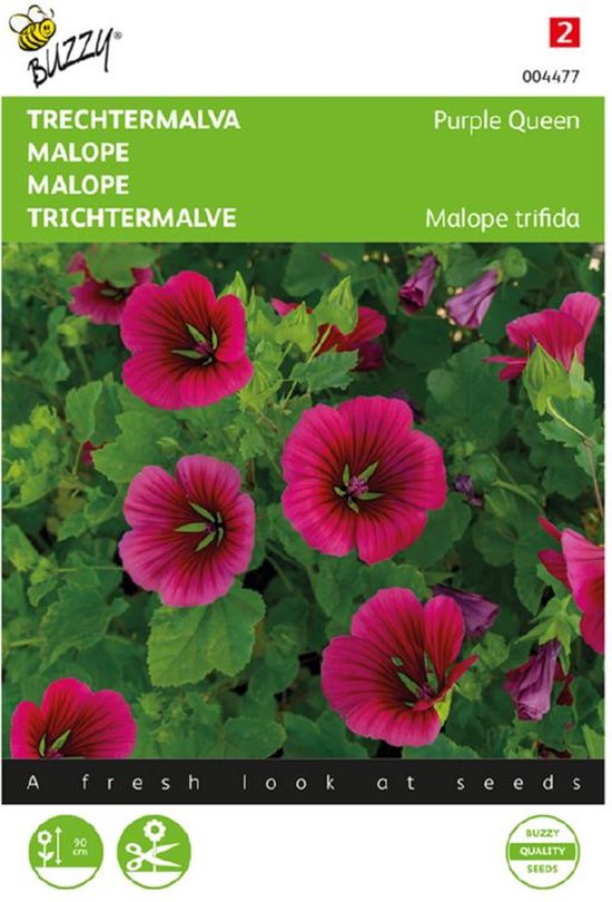 Foto: Trechtermalva purple queen malope trifida 