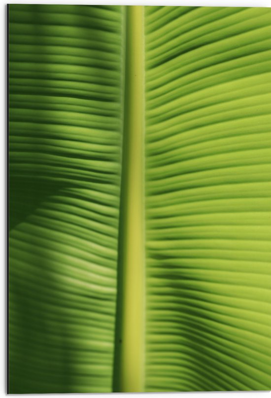Dibond - Close-up van Nerven op Bananenblad - 50x75 cm Foto op Aluminium (Wanddecoratie van metaal)
