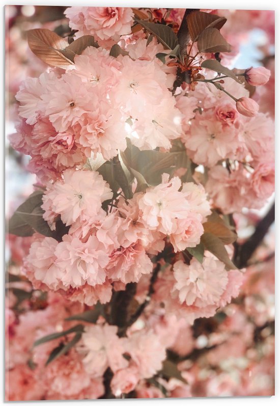 Acrylglas - Bloemen - Planten - Takken - Natuur - Boom - 40x60 cm Foto op Acrylglas (Met Ophangsysteem)