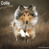 Schotse Herder / Collie Kalender 2024