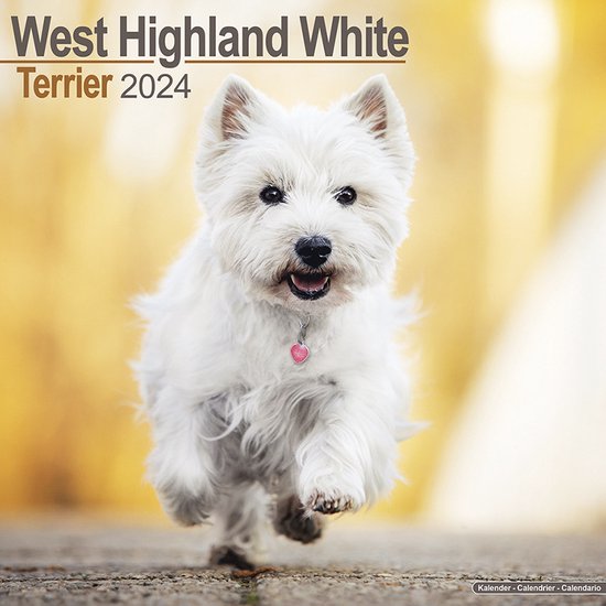 West Highland White Terrier Kalender 2024 bol