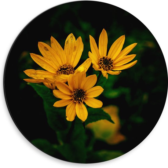 Dibond Muurcirkel - Gele bloem met Groene Achtergrond - 30x30 cm Foto op Aluminium Muurcirkel (met ophangsysteem)