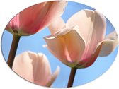 Dibond Ovaal - Bloemen - Tulpen - Bladeren - Kleuren - 108x81 cm Foto op Ovaal (Met Ophangsysteem)