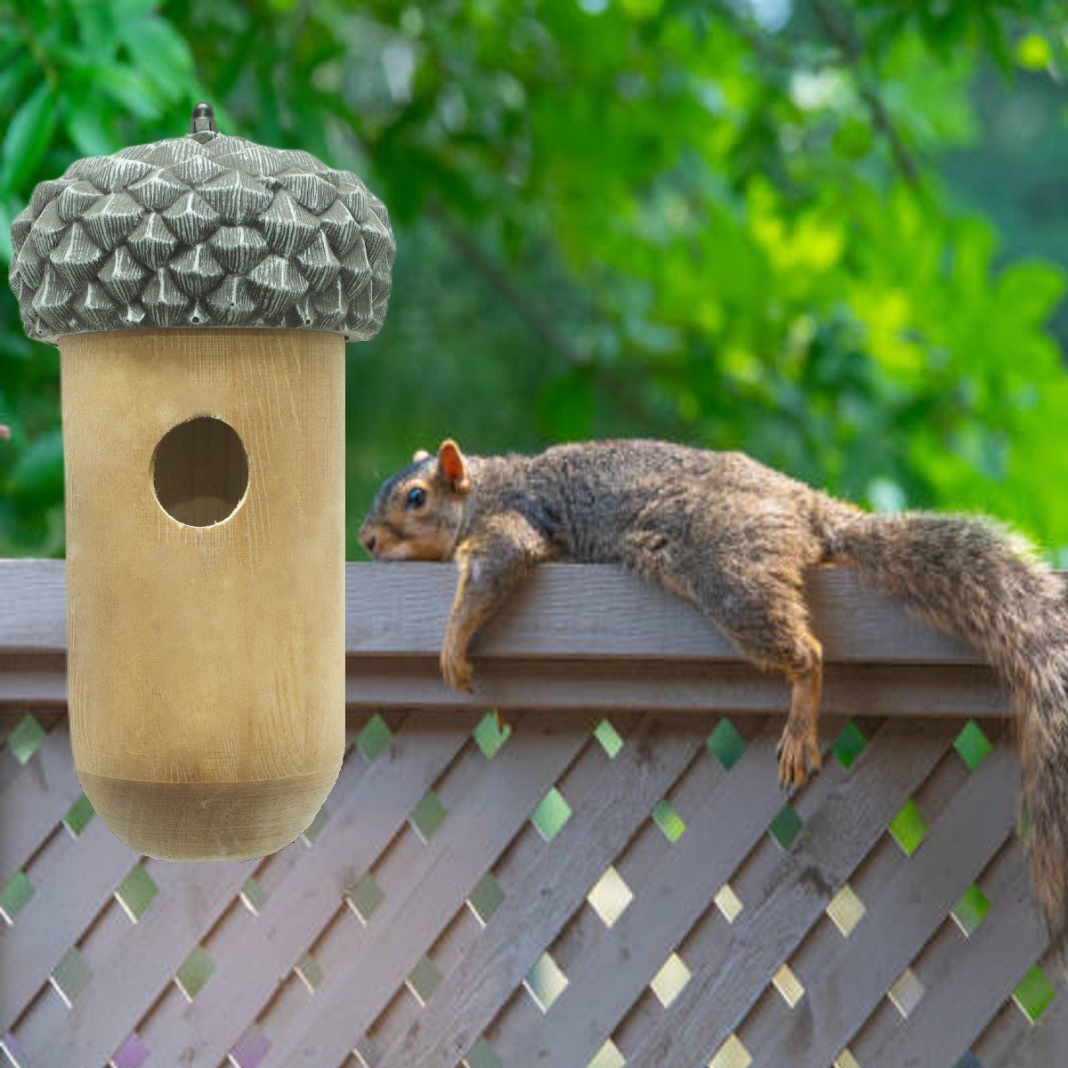 Eekhoornnest in je tuin? Bied eekhoorns een veilige plek
