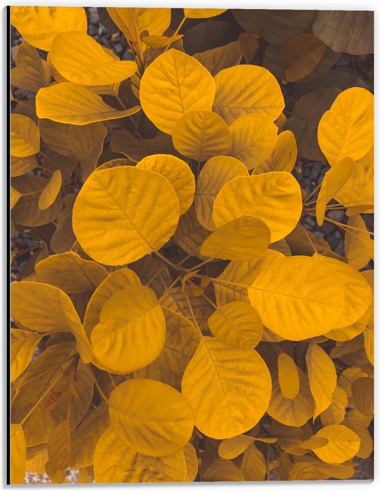 Dibond - Planten - Bladeren - Geel - 30x40 cm Foto op Aluminium (Met Ophangsysteem)
