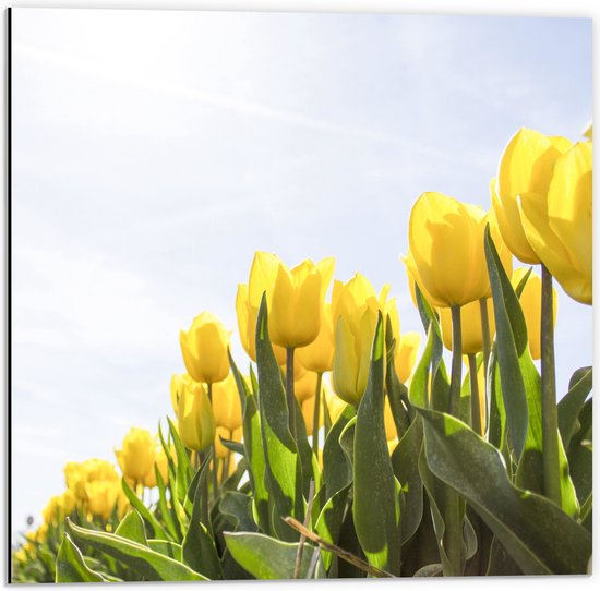 Dibond - Gele Tulpen onder de Zonnestralen in het Bloemenveld - 50x50 cm Foto op Aluminium (Wanddecoratie van metaal)