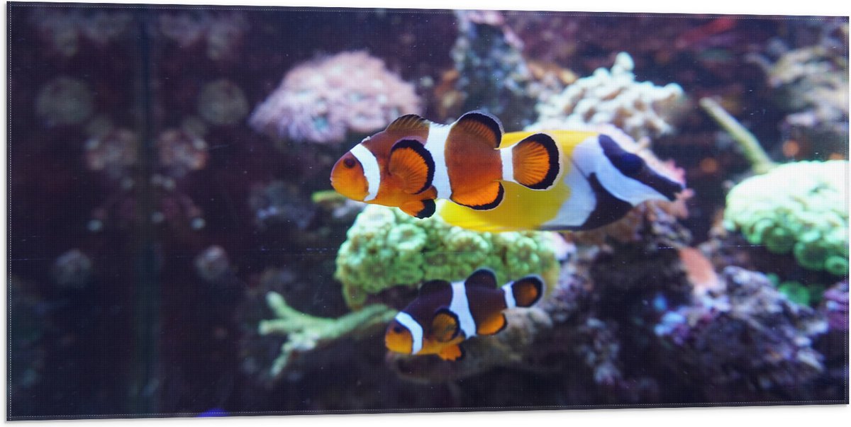 Vlag - Twee Anemoon Vissen Zwemmend door Aquarium - 100x50 cm Foto op Polyester Vlag
