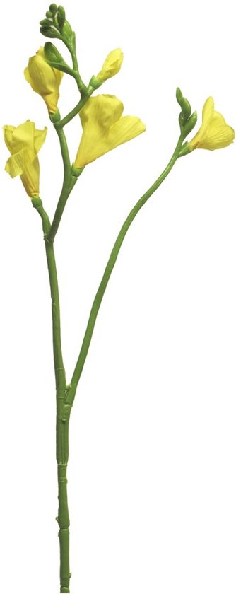 Freesia floramunda geel 65cm