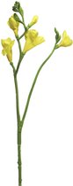 Freesia floramunda geel 65cm