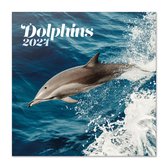 Dolfijnen Kalender 2024
