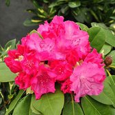 Rhododendron 'Germania' - 40-50 cm