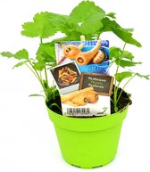 Pastinaak - 2 stuks pastinaakplanten - witte wortel - groene pot (Ø13cm)