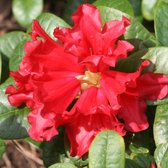 Rhododendron 'Scarlet Wonder' 25-30 cm