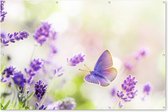 Muurdecoratie Lavendel - Vlinder - Bloemen - 180x120 cm - Tuinposter - Tuindoek - Buitenposter