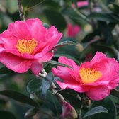 Theeplant / Kerstcamelia - Camellia sasanqua 'Roze' - 40-50 cm