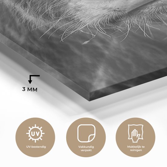 MuchoWow® Tableau sur verre 30x40 cm - Tableau sur verre acrylique - Highlander écossais - Vache - Zwart - Wit - Animaux - Photo sur verre - Décoration murale salon - Décoration murale chambre - Peintures