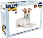 Puzzel Jack Russel hond op een witte achtergrond - Legpuzzel - Puzzel 1000 stukjes volwassenen
