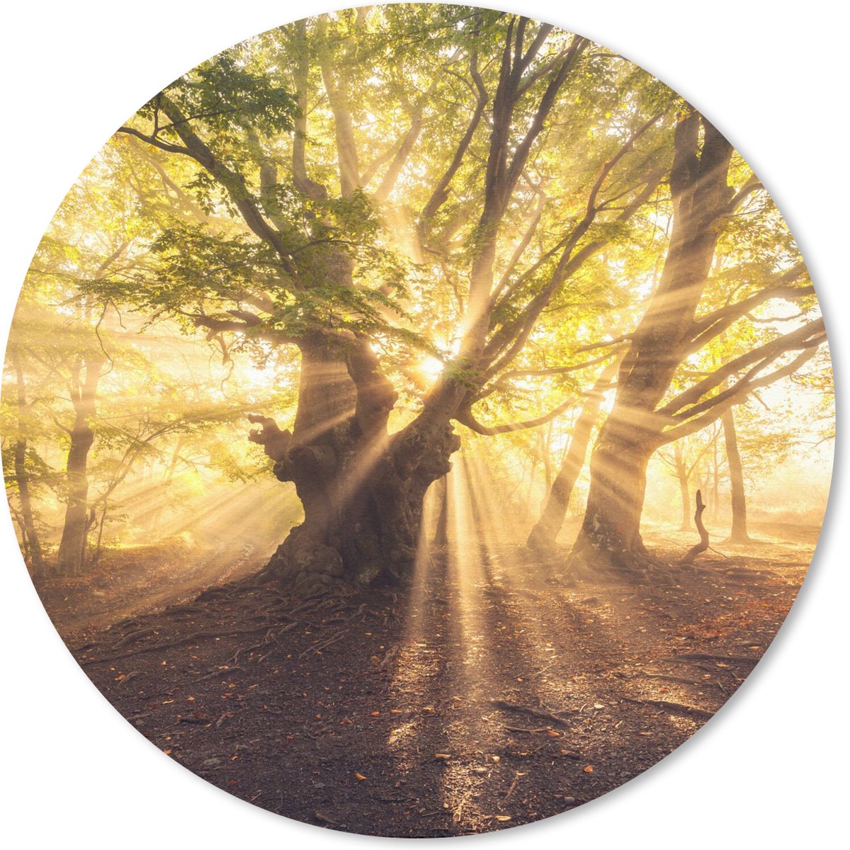 Muismat rond 40x40 cm - Mousepad Boom - Bos - Zon - Ronde muismatten
