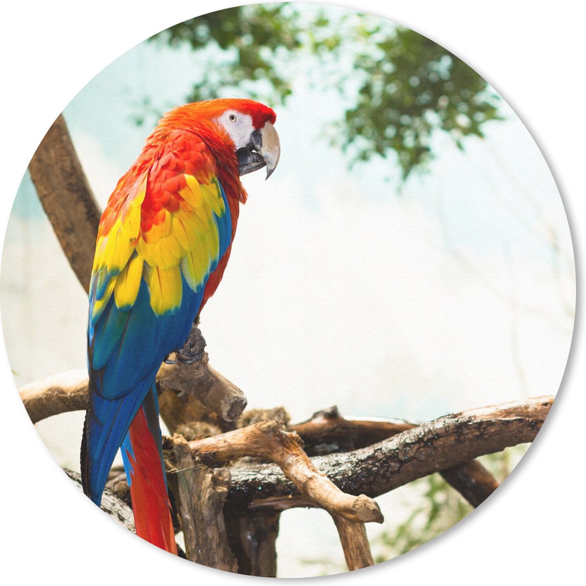 Muismat rond 30x30 cm - Mousepad Papegaai - Vogel - Regenboog - Tropical - Ronde muismatten