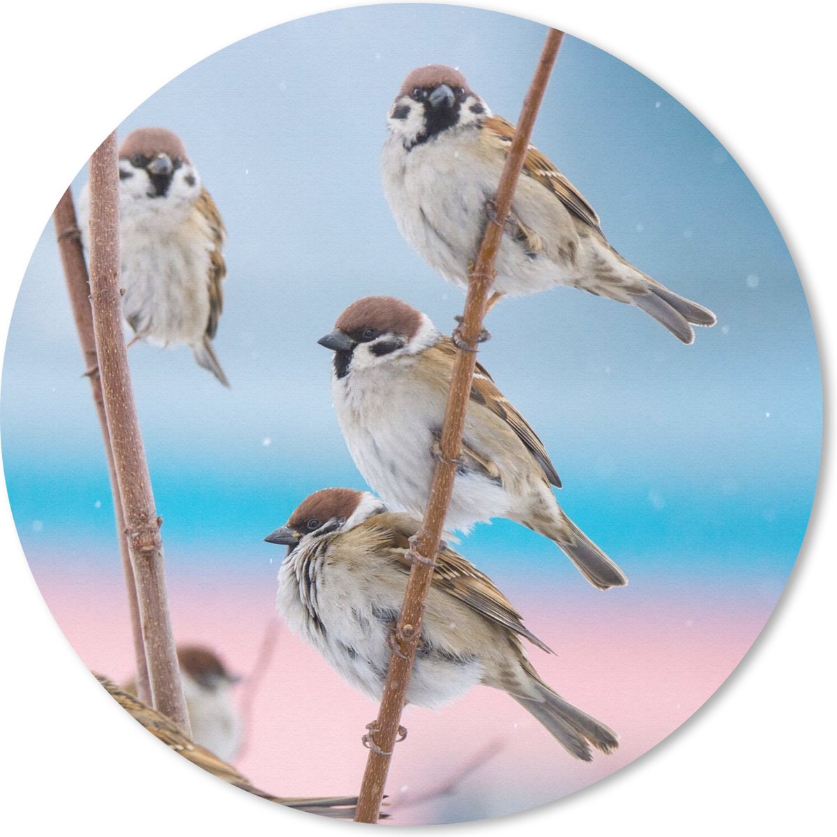 Muismat rond 20x20 cm - Mousepad Vogels - Mus - Dieren - Takken - Ronde muismatten
