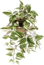 Groene Tradescantia/vaderplant kunstplant 50 cm in pot - Kunstplanten/nepplanten