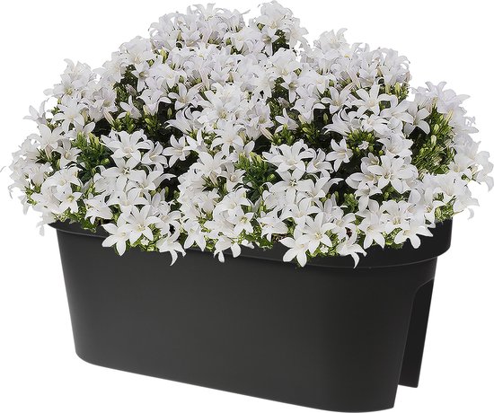 Pro Garden Balkon plantenpot/bloempot - antraciet - 60 x 25 cm - ovaal - kunststof - Reling/schutting/hangende bloempotten