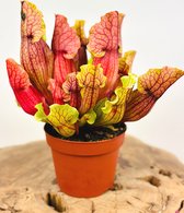 Trompetbekerplant (Sarracenia) 'Mitch' | Grote vleesetende planten | Potmaat: ⌀ 12 cm Hoogte 15 cm | Prachtige vleesetende plant