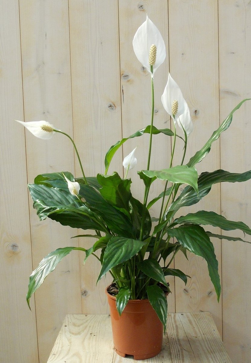 Warentuin Natuurlijk - Lepelplant Spathiphyllum H50-70 cm potmaat 17 cm kamerplant