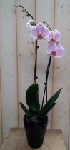 Orchidee Phalaenopsis in zwart potje Waterntuin Natuurlijk