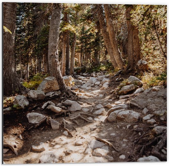 Dibond - Pad - Stenen - Bomen - Bossen - Natuur - 50x50 cm Foto op Aluminium (Wanddecoratie van metaal)