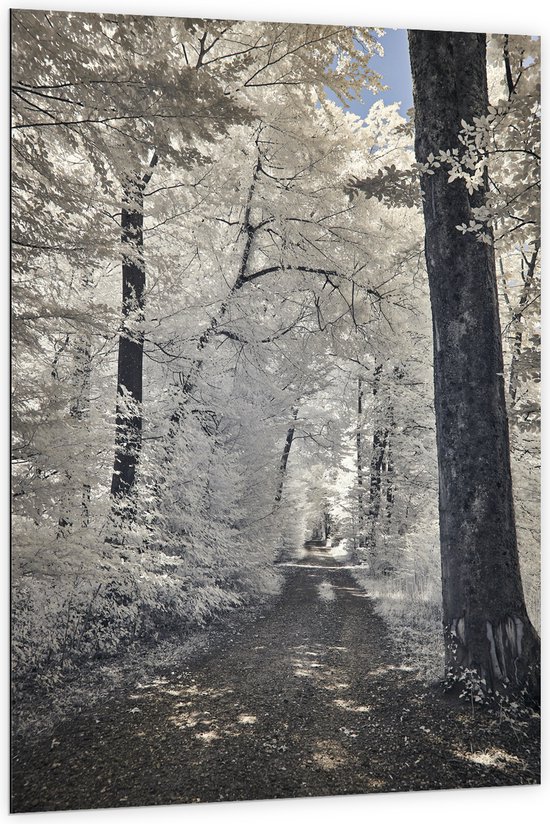 Dibond - Pad - Bomen - Bossen - Planten - Wit - Bruin - 100x150 cm Foto op Aluminium (Wanddecoratie van metaal)