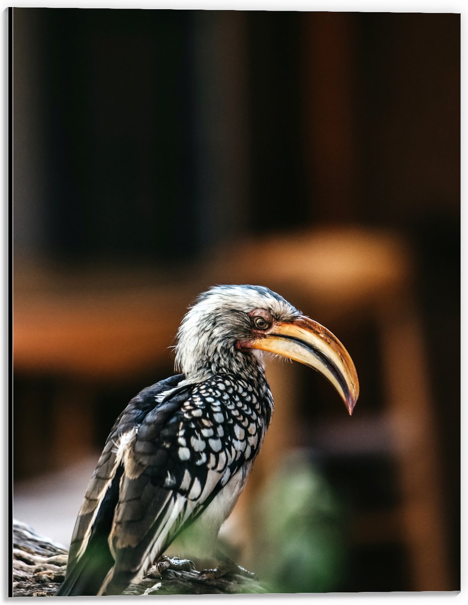 Dibond - Zuidelijke geelsnaveltok Vogel op Boomstam - 30x40 cm Foto op Aluminium (Wanddeco