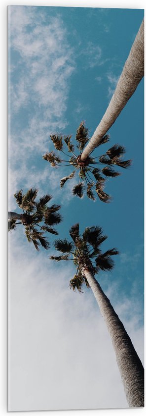 Acrylglas - Onderaanzicht - Bomen - Palmbomen - Wolken - 30x90 cm Foto op Acrylglas (Met Ophangsysteem)