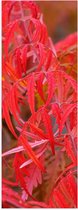 Poster Glanzend – Planten - Bladeren - Rood - Natuur - 20x60 cm Foto op Posterpapier met Glanzende Afwerking