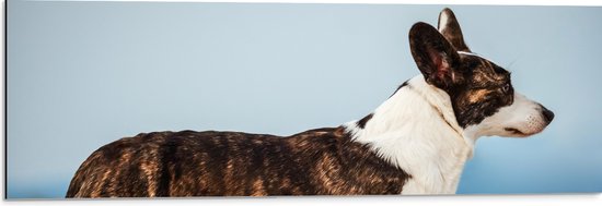 Dibond - Zijaanzicht van Bruin met Witte Langwerpige Corgi Hond - 90x30 cm Foto op Aluminium (Wanddecoratie van metaal)