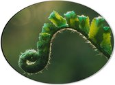 Dibond Ovaal - Plant - Groen - Boladeren - Natuur - Krul - 40x30 cm Foto op Ovaal (Met Ophangsysteem)