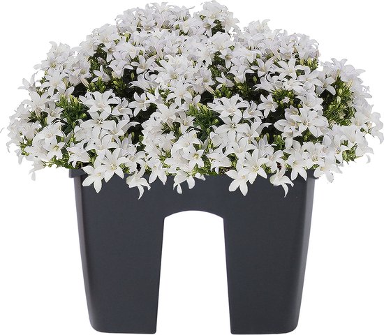 Prosperplast Plantenbak - railing - kunststof - 58 cm - antraciet grijs kleur voor buiten