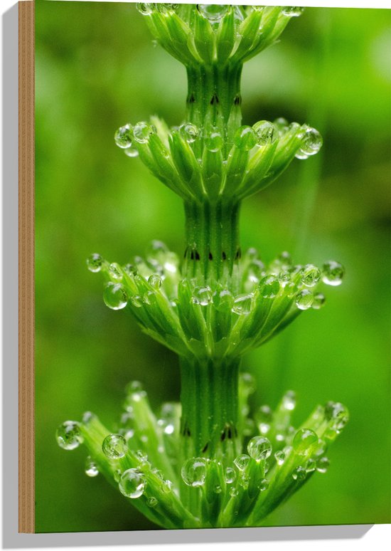 Hout - Bloem - Plant - Groen - Druppels - 40x60 cm - 9 mm dik - Foto op Hout (Met Ophangsysteem)