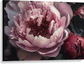 Canvas - Roze Pioenrozen - 100x75 cm Foto op Canvas Schilderij (Wanddecoratie op Canvas)