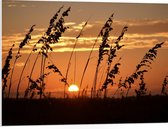 PVC Schuimplaat - Zonsondergang in het Weiland - 80x60 cm Foto op PVC Schuimplaat (Met Ophangsysteem)