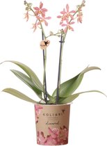 Kolibri Orchids | Oranje Phalaenopsis orchidee - Spider- potmaat Ø9cm | bloeiende kamerplant - vers van de kweker