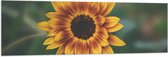 Vlag - Gele Zonnebloem - 150x50 cm Foto op Polyester Vlag
