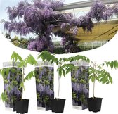Plant in a Box - Wisteria sinensis - Set van 3 - Wisteria blauwe regen - Pot 9cm - Hoogte 25-40cm