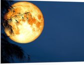 PVC Schuimplaat- Maan met Oranje Gloed achter Silhouet van Hoge Boom - 100x75 cm Foto op PVC Schuimplaat