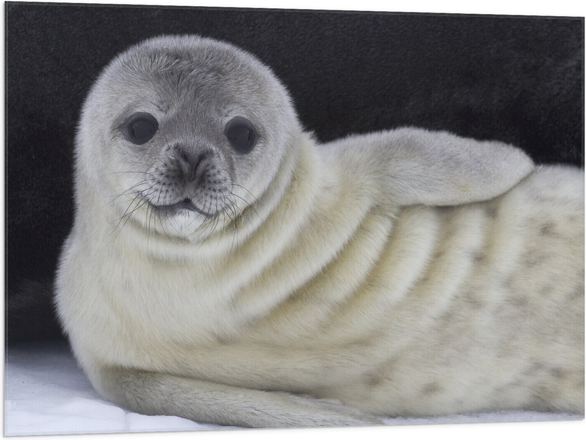 Vlag - Liggende Poserende Baby Zeehond - 100x75 cm Foto op Polyester Vlag